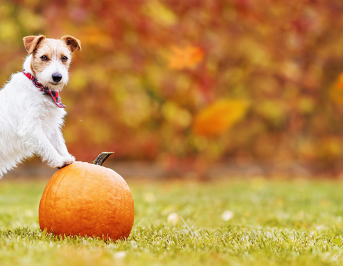 The Benefits of Pumpkin for Dogs: A Nutritious Addition to Their Diet