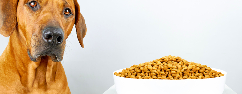 The Canine Connoisseurs: High-End Pet Food for Your Beloved Dog