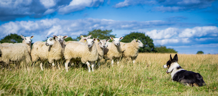 The Sheepdog Breed: A Loyal and Hardy Working Companion