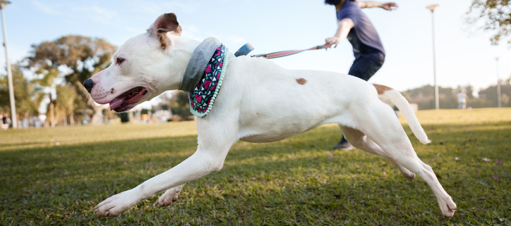 LEASH REACTIVITY