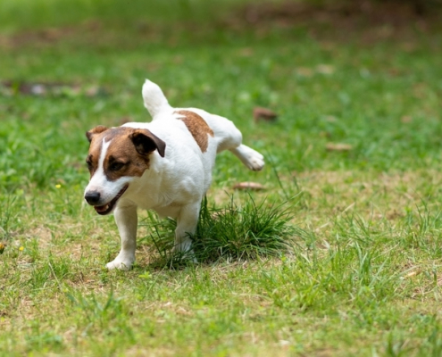 Why Do Dogs Kick Grass After Going Potty?