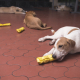 Safety First: Identifying and Preventing Common Choking Hazards for Dogs