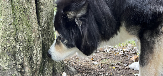 Dogs and Sniffing Trees: A Canine Fascination Explored