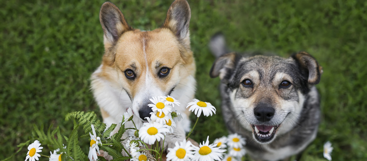 Can Dogs Have Allergies to Other Dogs? Exploring Canine Allergies