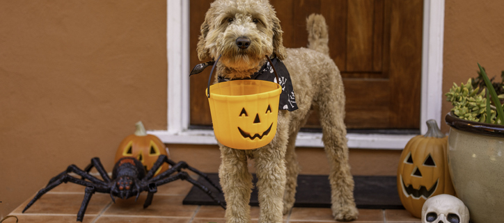 Keeping Canine Companions Safe: Dogs and Halloween Candy