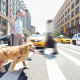 Ensuring Dogs' Safety on Busy Streets During Walks