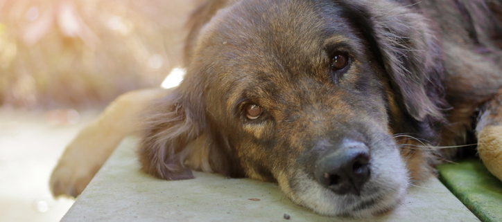 Recognizing the Signs of Doggie Dementia