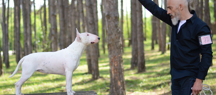 Unlocking the Potential: The Benefits of Basic Obedience Training for Dogs