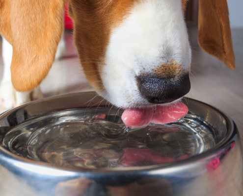 The Dangers of Dogs Drinking Water Too Fast