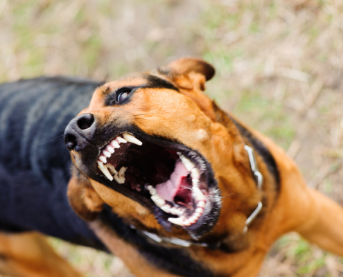 Understanding Signs of Aggressiveness in Dogs