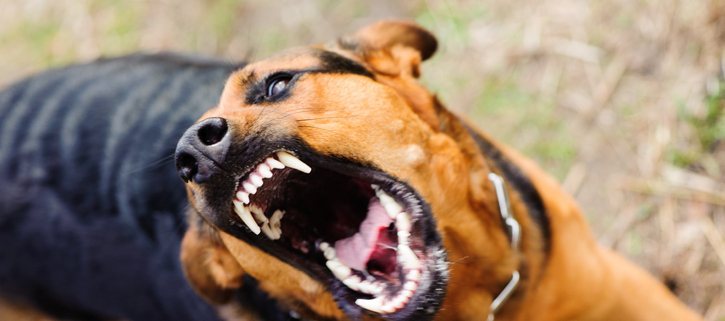 Understanding Signs of Aggressiveness in Dogs