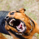 Understanding Signs of Aggressiveness in Dogs