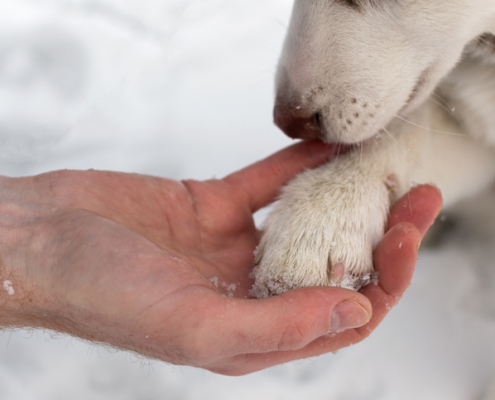 Chilly Challenges: Managing Arthritis in Dogs During Colder Months