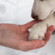 Chilly Challenges: Managing Arthritis in Dogs During Colder Months