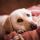 Inactive Paws, Unhappy Tails: The Dangers of Canine Inactivity