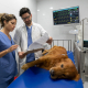 Emergency Veterinarian Care: Ensuring Your Dog's Health and Safety