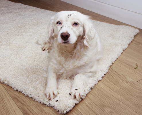 The Fur Dilemma: How Dog Fur Gets Stuck in Carpet