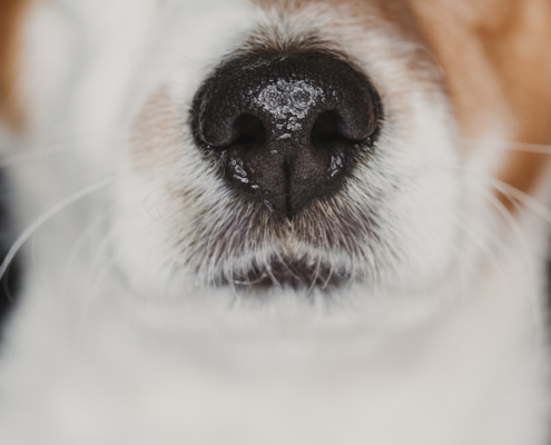 Dogs and Wet Noses: A Fascinating Phenomenon