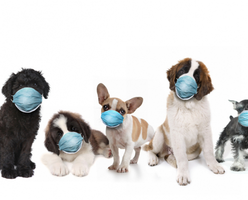 Exploring the Importance and Varieties of Dog Face Masks