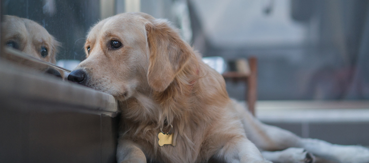 Paws of Sadness: Recognizing Signs of Depression in Dogs