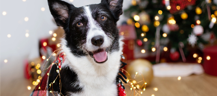 Deck the Halls with Caution: Dogs and Chewing Christmas Lights