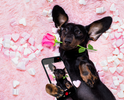 Dogs and Social Media: A Digital Love Affair