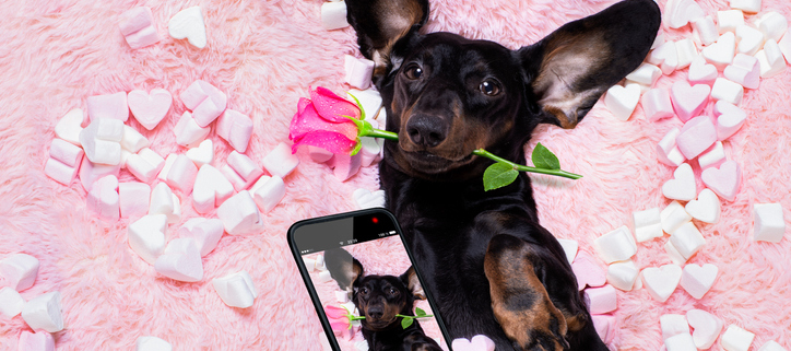 Dogs and Social Media: A Digital Love Affair