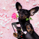 Dogs and Social Media: A Digital Love Affair