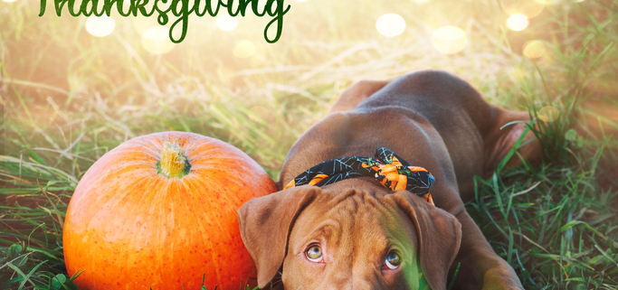 Dogs and Thanksgiving Traditions: A Heartwarming Bond