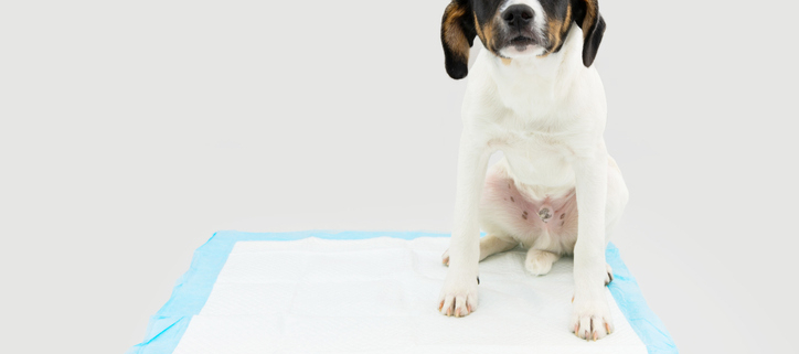 Puppy Pads for Seniors: A Convenient Solution for Aging Dogs and Their Owners