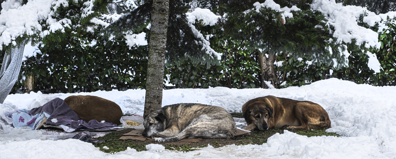 Cold Nights and Canines: The Dangers of Dogs Sleeping Outside in Freezing Weather