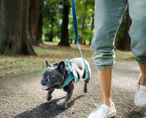 The Benefits of Using a Harness for Dogs