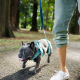 The Benefits of Using a Harness for Dogs