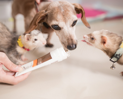 Harmony at Home: Dogs and Ferrets Living Together