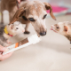 Harmony at Home: Dogs and Ferrets Living Together