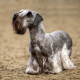 Exploring the World of Rare Dog Breeds: Uniqueness Unleashed