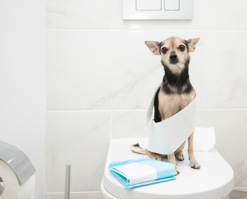 The Myth of Holding It: Dogs and the 24-Hour Wait to Go Potty