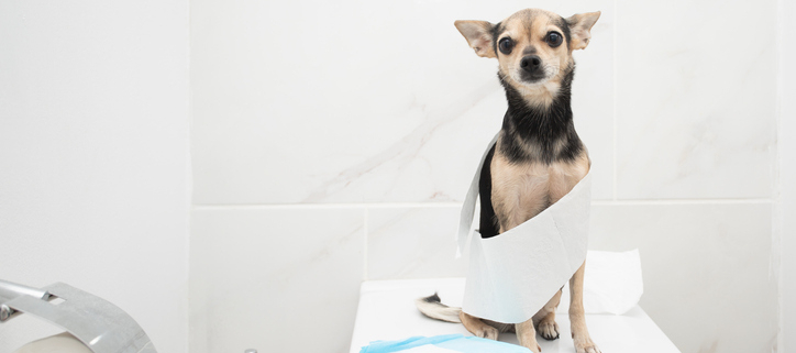 The Myth of Holding It: Dogs and the 24-Hour Wait to Go Potty