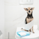 The Myth of Holding It: Dogs and the 24-Hour Wait to Go Potty