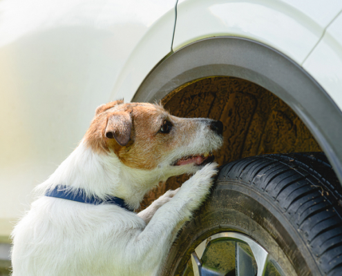 Dogs and Safety With a Flat Tire: What Every Pet Owner Should Know