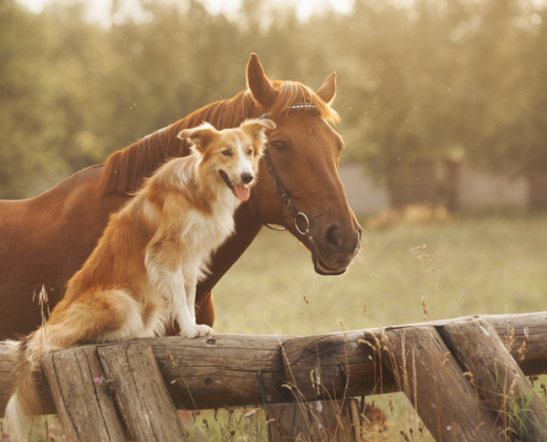 Dogs and Farm Life: Important Considerations for Rural Canine Companions