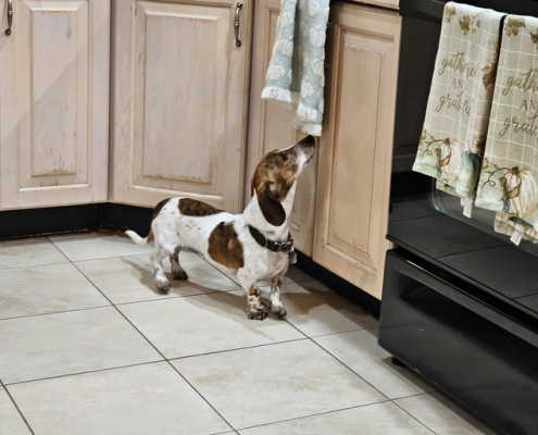 Curiosity Unleashed: Why Do Dogs Love Getting into Cabinets?