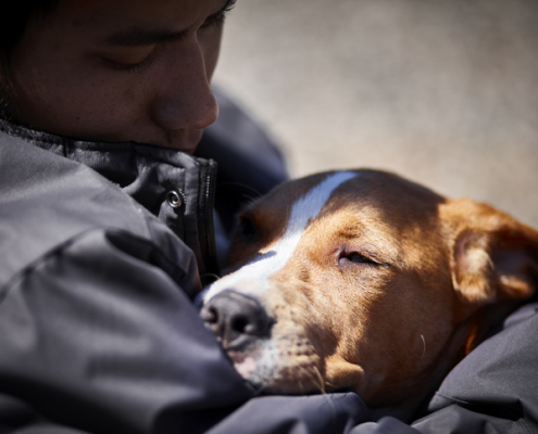 The Importance of Routine for Dogs' Well-being