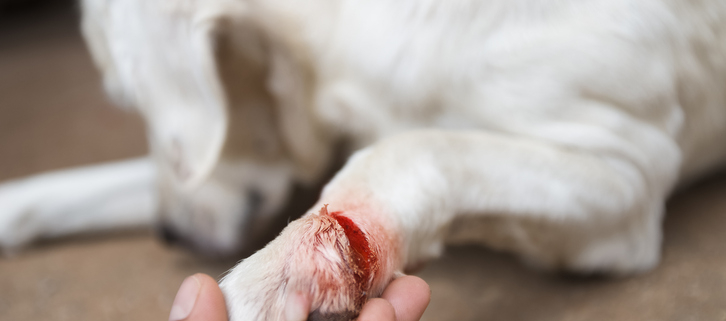 Dogs and Stepping on Glass: A Concern for Canine Safety