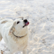 Snow-Covered Smiles: Dogs and Their Heartwarming Affection for Snow