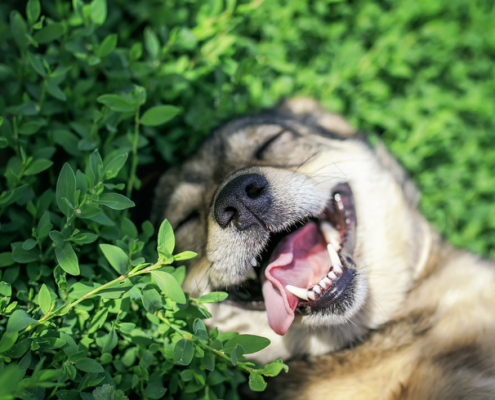 Fresh Breath, Happy Dogs: Water Additives for Canine Oral Health