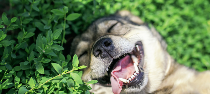 Fresh Breath, Happy Dogs: Water Additives for Canine Oral Health