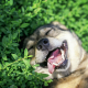 Fresh Breath, Happy Dogs: Water Additives for Canine Oral Health