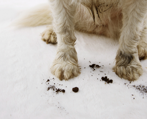 Muddy Paws, Happy Hearts: Dealing with Dogs and Dirty Carpets