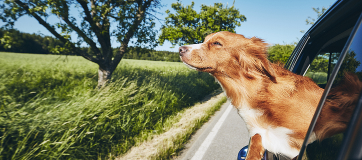 Boundless Bliss: Dogs and the Joy of Wind in Their Faces